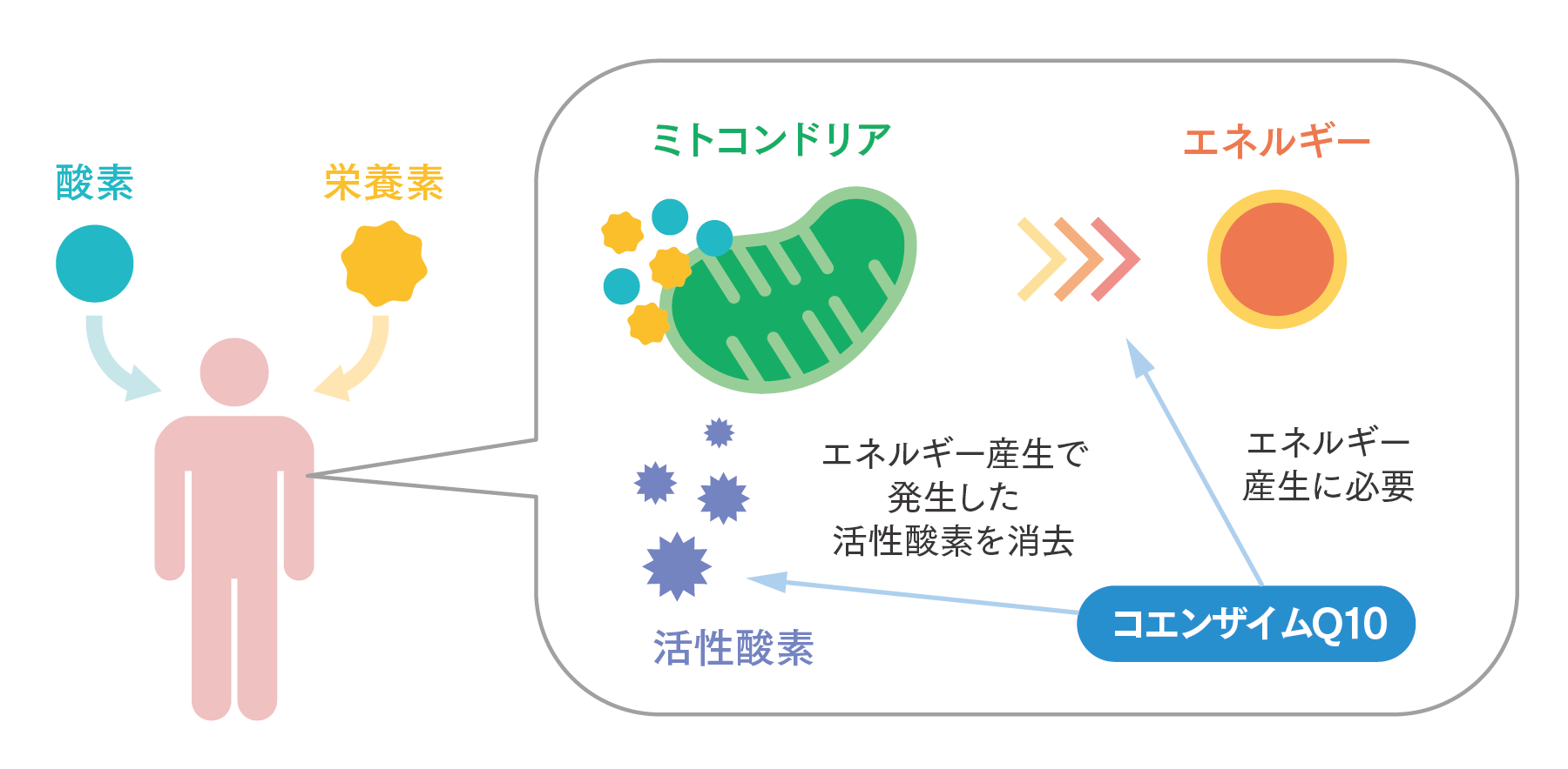 コエンザイムQ10の働きの図